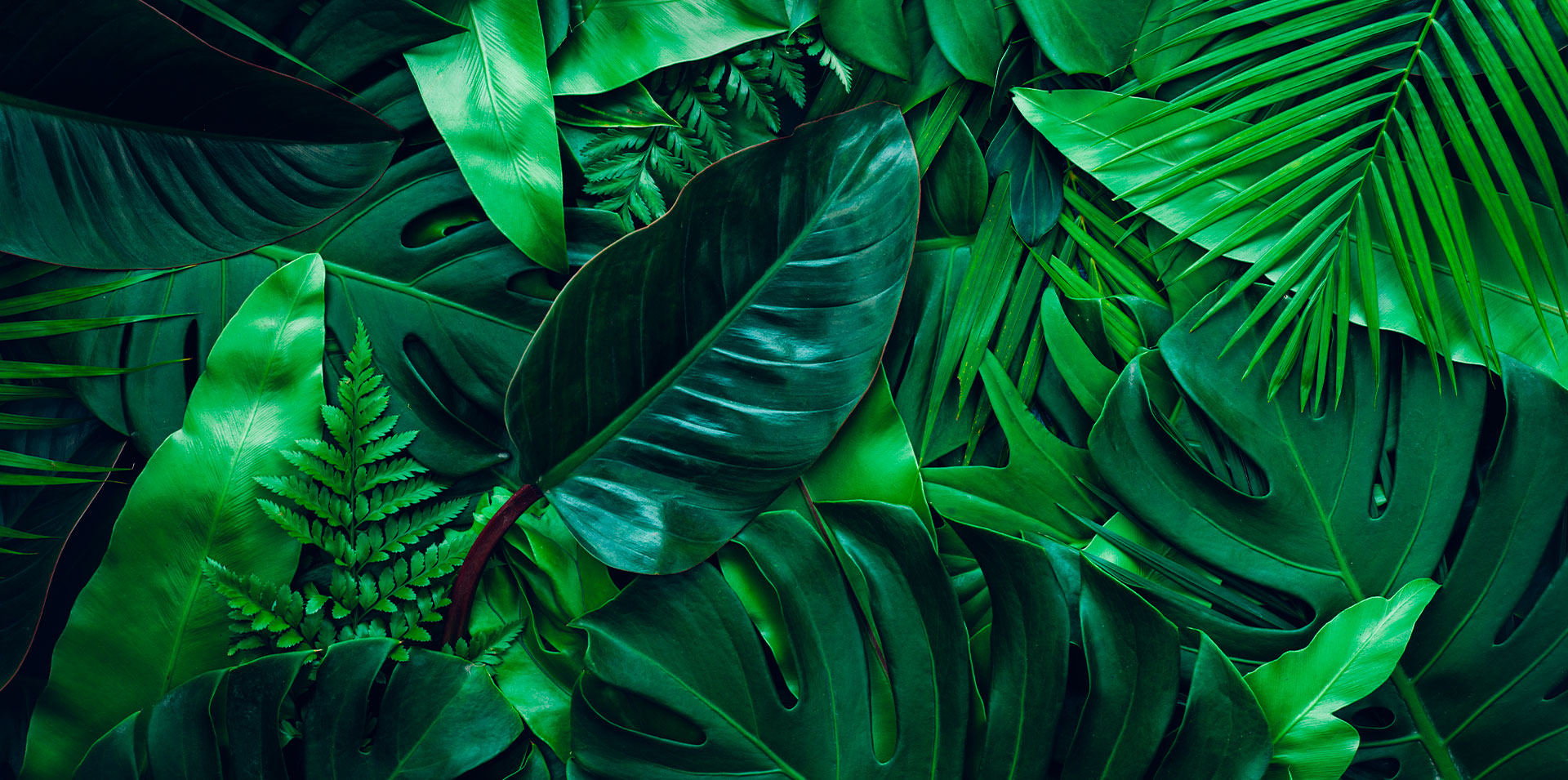 Webdesign in Frankfurt